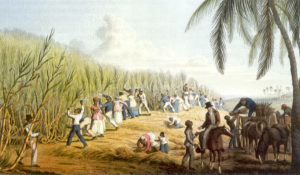 Plantação de cana de açúcar em Antigua